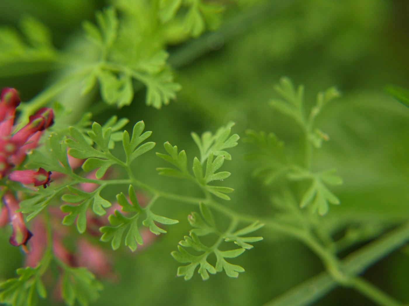 Fumitory, Common leaf